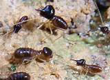 Photos of Insects Mistaken For Termites