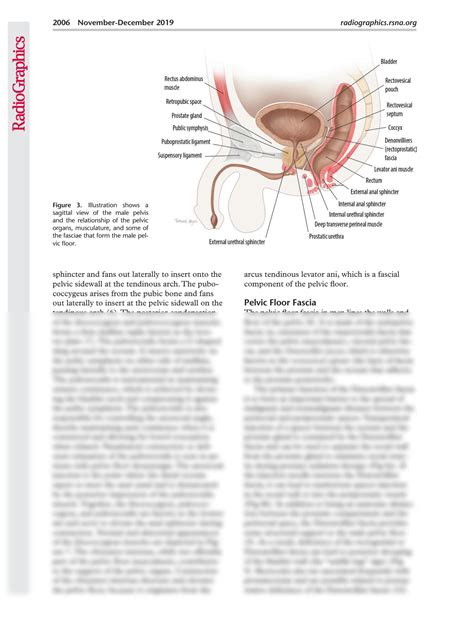 Solution Mri Of The Male Pelvic Floor Studypool