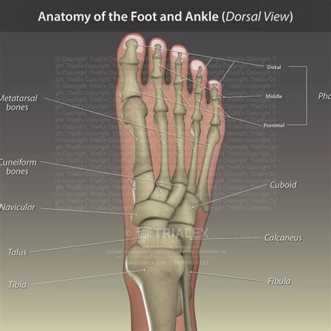 Anatomy Of The Foot And Ankle Dorsal View Trialexhibits Inc