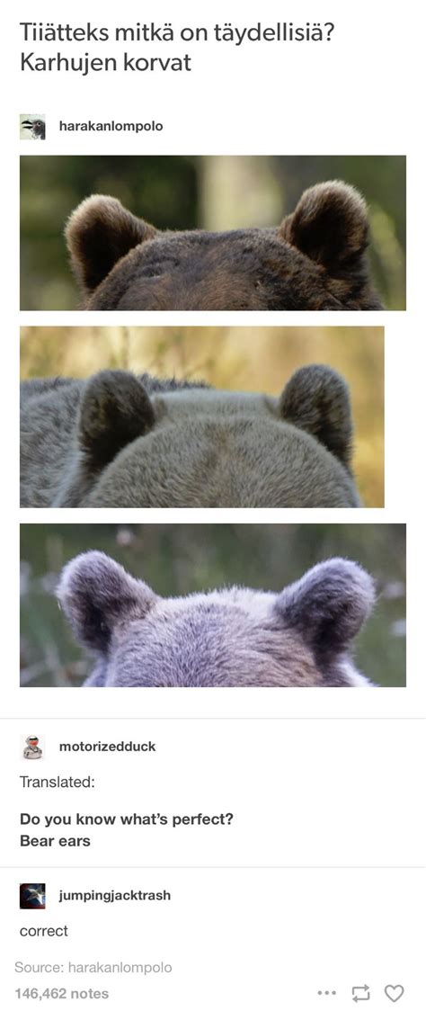 Tumblr Bear Ears Cute Funny Animals Funny Cute Animals And Pets