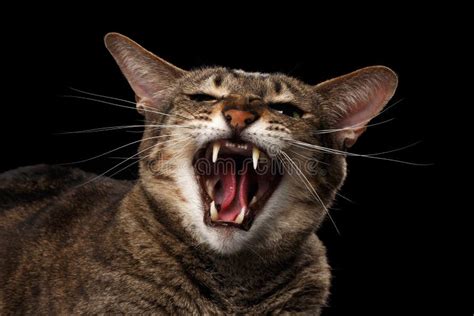 Zbliżenie Portreta Agresywny Orientalny Kot Syczy W Kamerze Czerni