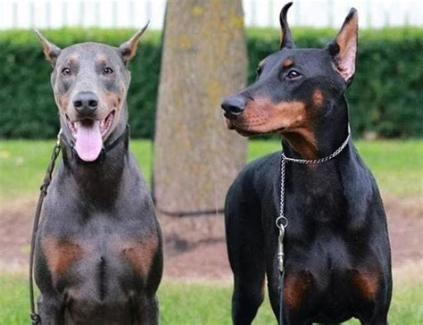 All The Colors And Types Of The Doberman Pinscher Doberman Planet