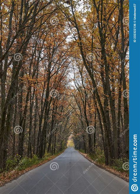 Asphalt Road Going Through The Autumn Forest Stock Photo Image Of