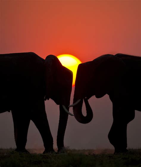 African Elephants Smithsonian Photo Contest Smithsonian Magazine
