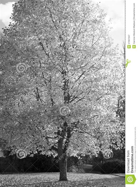 Autumn Monochrome Tree Stock Image Image Of Leaf Outdoor 27907347