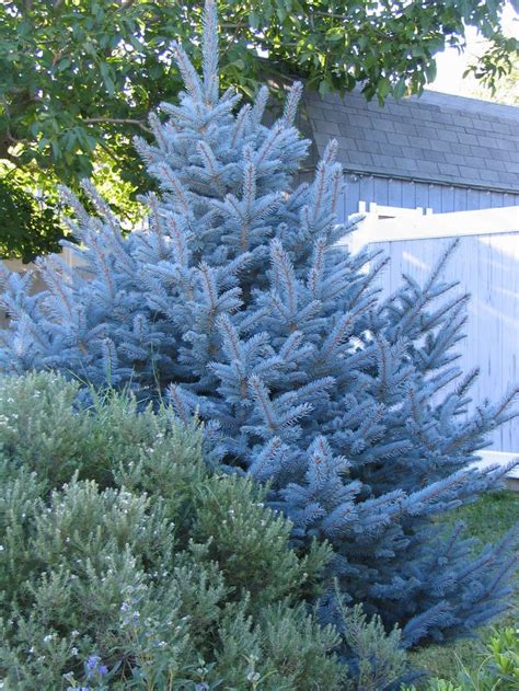 Dwarf Colorado Blue Spruce Landscaping Trees Conifers Garden Blue