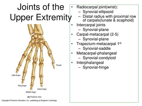 Ppt Joints Of Upper Limb Powerpoint Presentation Free Download Id