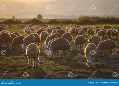 Sheep Herd Grazing At Sunset Stock Image Image Of Mammal Green