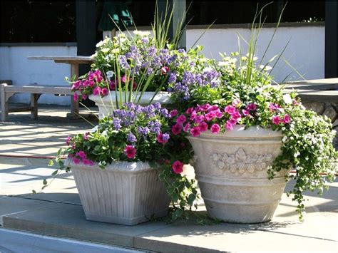 The Best Flowers To Grow In Pots Beautify Your Home With These Plants