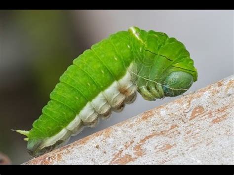 So könnt ihr noch lange freude an euren pflanzen im garten haben!. Schädlinge im Garten bekämpfen Teil 2 - Balkon Salat ...