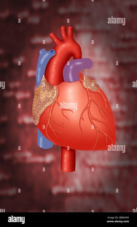 Human Heart Anatomy Hi Res Stock Photography And Images Alamy