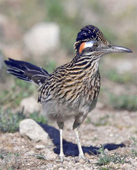 29 Best Images About Roadrunners On Pinterest Watercolors Greater