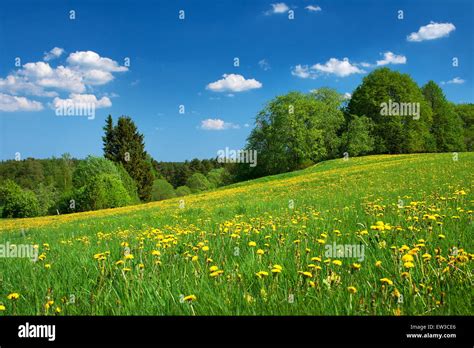Field With Dandelions And Blue Sky Stock Photo Alamy