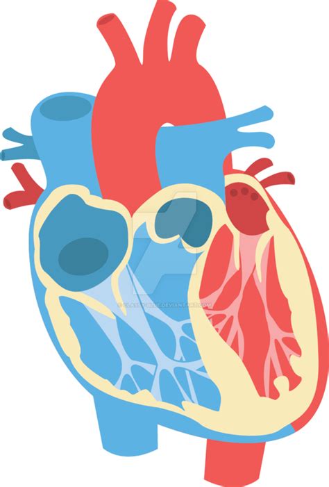 Download Human Heart Diagram By Classy Human Heart Vector Png