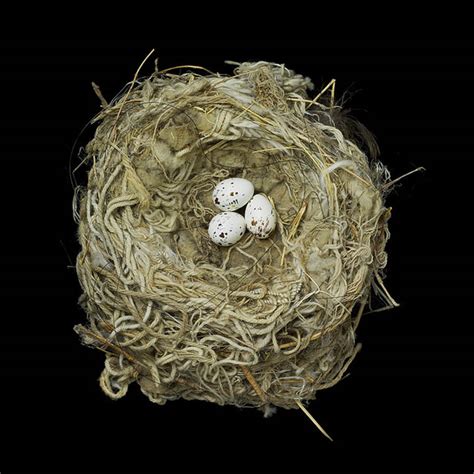 Birds Nests Photography By Sharon Beals Cool Photography Pictures