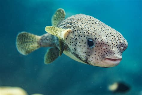 Pufferfish Australian Geographic