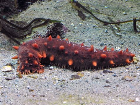 Sea Cucumbers Facts Diet And Habitat Information