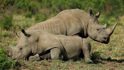 Rhino Population Grows To 4000 In Conservation Boost Oneindia News