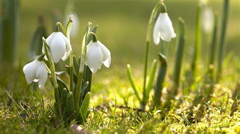 1920x1080px 1080p Free Download Early Spring Snowdrops Snowdrop