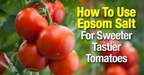 Epsom salt is good for the mind. Epsom Salt For Tomatoes: Make Them Sweeter and Tastier