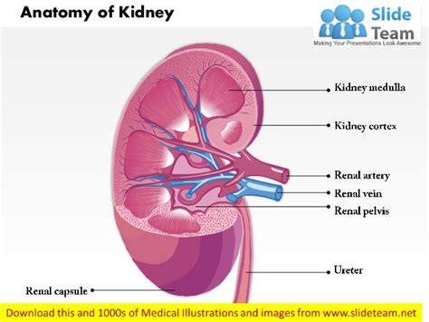 Anatomy Of Kidney Medical Images For Power Point