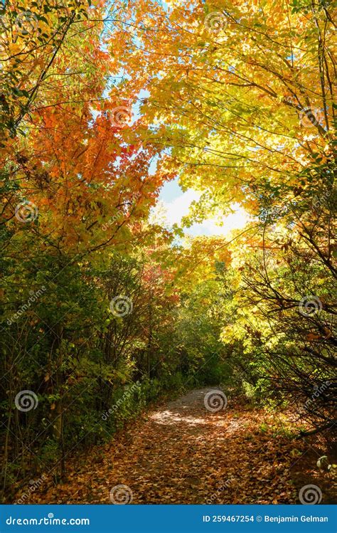 Autumn Colors In Deciduous Forests Stock Photo Image Of Yellow Trees