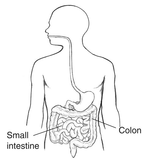 Digestive Tract Within Outline Of Male Body With Labels Pointing To The Small Intestine And