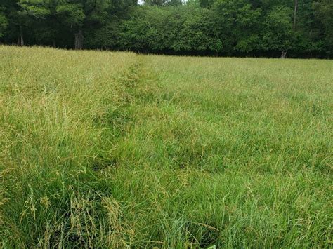 Treatment Of Tall Fescue Pasture With Chaparral© Herbicide In The Boot