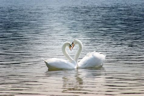The Couple Of Swans With Their Necks Form A Heart Stock Image Image