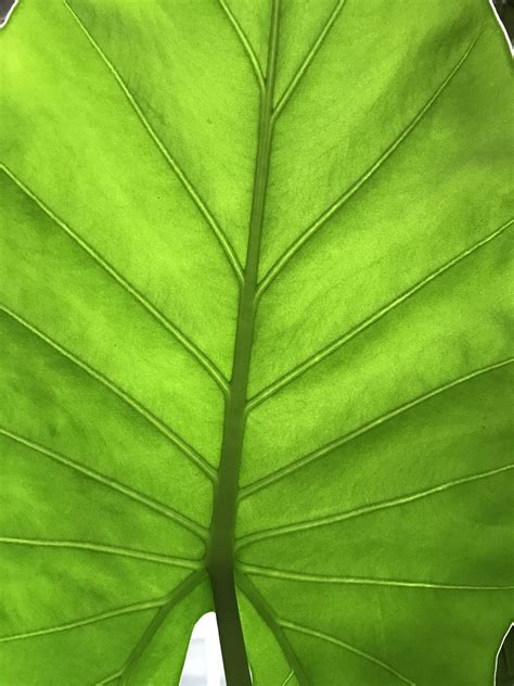 Natureleafgreengreen Leavesbright Leaf Free Image From