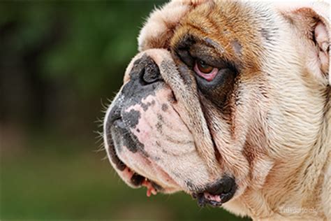 Cherry eye in dogs usually occurs in young dogs and requires surgery to correct. Plastic Surgery for Dogs in South Korea Sparks Outcry, But ...