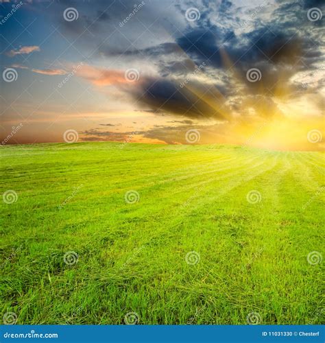 Yellow Sunset In The Green Field Stock Photo Image Of Cloud Beauty