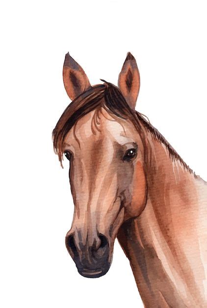 Ilustração De Retrato De Cavalo Pintado à Mão Em Aquarela Vetor