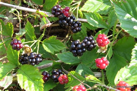 Foraging Wild Fruit Northern Blackberry Josh Fecteau
