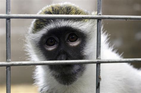 More Research Labs Are Retiring Monkeys When Studies Finish