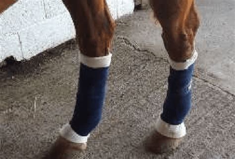Lymphangitis In Horses Causes Symptoms And Treatment Irish Sport