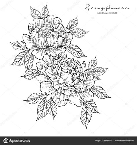 Peony Flower Tattoo Best Flower Site