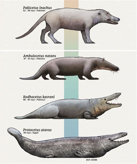 The Evolution Of The Whale From Walking On Land To Swimming In The Sea