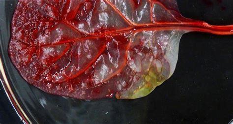 You'll not only learn the. Scientists Turn A Spinach Leaf Into A Mini Beating Heart ...