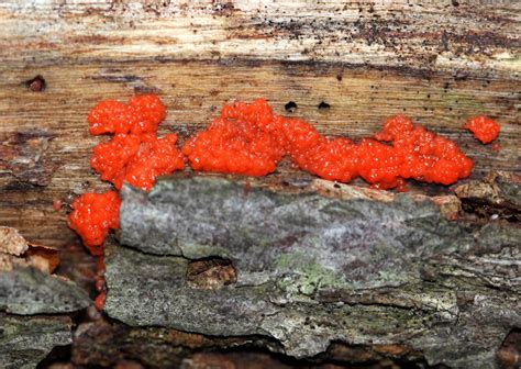 Red Jelly Spot Fungus Project Noah