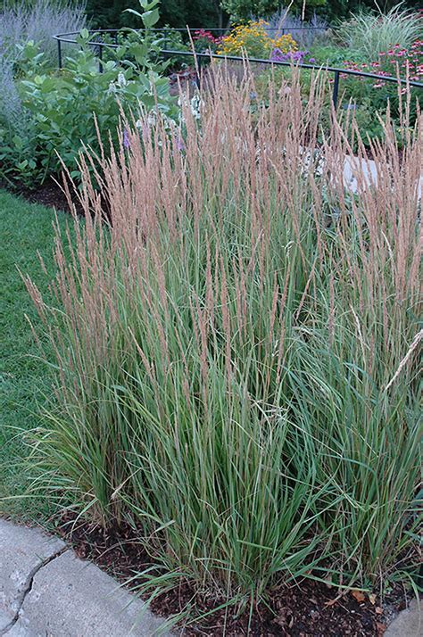 Variegated Reed Grass Calamagrostis X Acutiflora Overdam