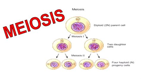 Stages Of Meiosis
