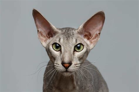 Peterbald Cat Breed Info Pictures Characteristics And Facts Hepper