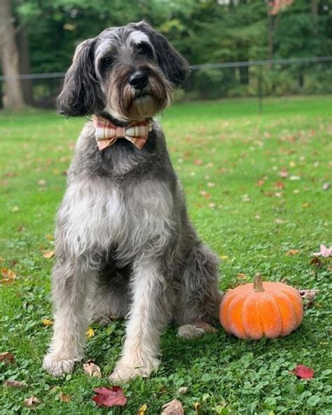Schnauzer Poodle Mix Your Complete Breed Guide To The Schnoodle The