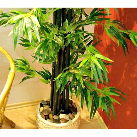 Chi ne possiede una, la considera una specie dall'elevata resa ornamentale. Piante finte artificiali da arredo interno: Bambù 220 cm.