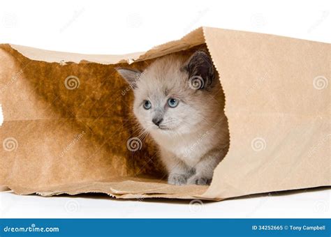 Cute Kitten In A Bag Royalty Free Stock Photo Image 34252665