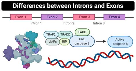 12 Differences Between Introns And Exons Introns Vs Exons Rna