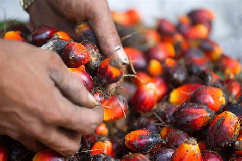In the better brands, the processing that goes into the extraction isn't overly invasive, and people have been doing it in roughly the same manner (the scale of operations has changed, of course). RSPO Next: the Next Step for Sustainable Palm Oil ...