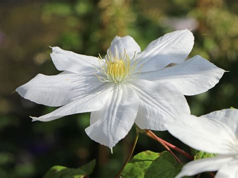 Die clematis wird auch als waldrebe bezeichnet und ist eine sehr beliebte kletterpflanze. Clematis 'Madame Le Coultre' - Clematis 'Madame le Coultre ...