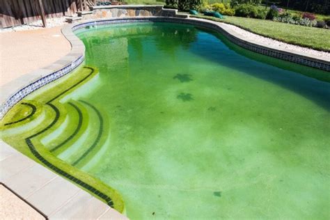 What Causes Algae In A Swimming Pool Eco Pools